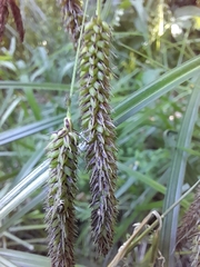 Carex coriacea