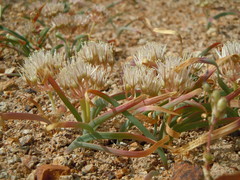 Allium anceps