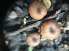 Lyophyllum anthracophilum