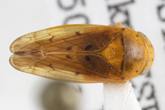 Ponanella felera