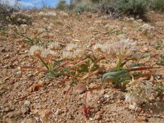 Allium anceps