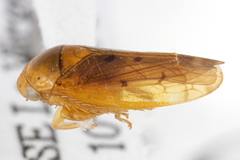 Ponanella felera
