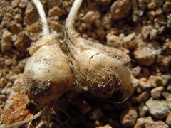 Allium anceps