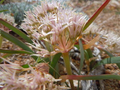 Allium anceps