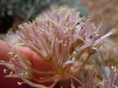 Allium anceps
