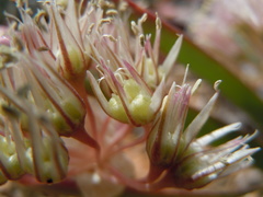 Allium anceps
