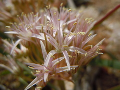 Allium anceps