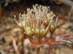Allium anceps