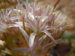 Allium anceps
