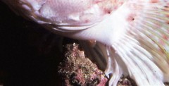 Cochleoceps bicolor