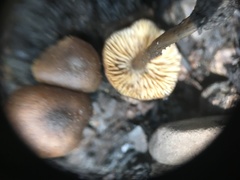 Lyophyllum anthracophilum