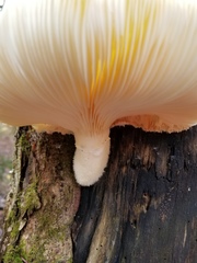 Pleurotus levis