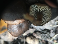 Lyophyllum anthracophilum