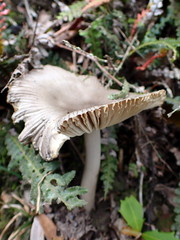 Amanita cheelii