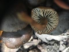 Lyophyllum anthracophilum