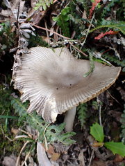 Amanita cheelii