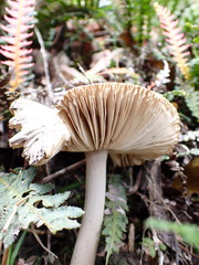 Amanita cheelii