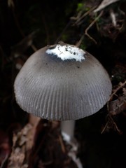 Amanita cheelii