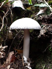 Amanita cheelii