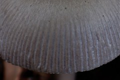Amanita cheelii