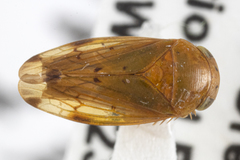 Ponanella santara