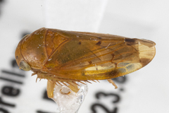 Ponanella santara