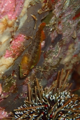 Notoclinops yaldwyni