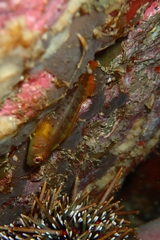 Notoclinops yaldwyni