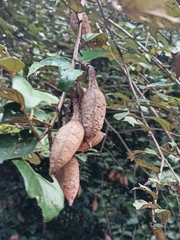 Pterospermum suberifolium