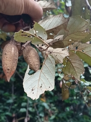 Pterospermum suberifolium
