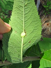 Neolasioptera vernoniae