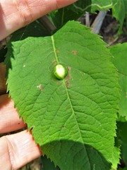 Neolasioptera vernoniae