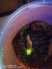 Pyrocoelia lunata