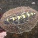 Giant Chiton - Photo (c) Felix Harper, some rights reserved (CC BY-NC), uploaded by Felix Harper