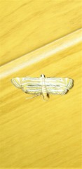 Parapoynx villidalis