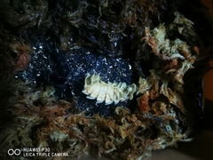 Pyrocoelia lunata