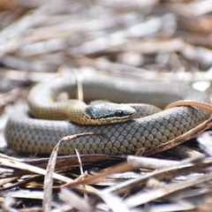 Elapognathus coronatus
