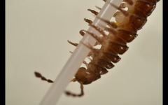 Polydesmus coriaceus