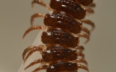 Polydesmus coriaceus