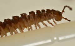 Polydesmus coriaceus