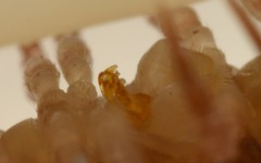 Polydesmus coriaceus