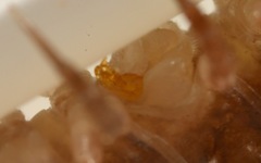 Polydesmus coriaceus