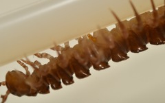 Polydesmus coriaceus