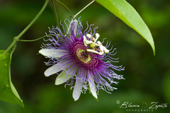 Passiflora serratifolia