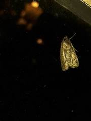 Athetiina