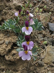 Viola trinervata