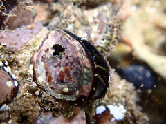 Brachidontes