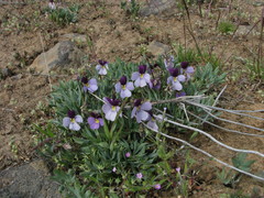 Viola trinervata