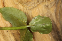 Uromyces ari-triphylli