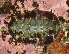 Onithochiton quercinus